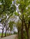 Natural nuture beautiful beauty road tree green Royalty Free Stock Photo
