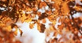 Natural background with oak branches with Golden leaves in autumn solar Park