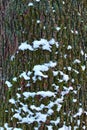 Natural oak tree bark with snow. Abstract background. Tree bark. Close-up view of the bark of a oak tree. Trunk texture Royalty Free Stock Photo