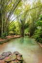 Natural oasis pool creek in tropical bamboo jungle in North Trinidad and Tobago