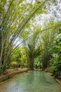 Natural oasis pool creek in tropical bamboo jungle in North Trinidad and Tobago