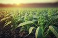 Natural okra plantation. Lady fingers or okra vegetable on plant in farm. generative AI Royalty Free Stock Photo