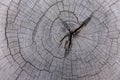 Natural old wood texture of tree stump Cross section of tree trunk - Wood cut background log timber , top view