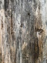 Natural Old wood texture, from very old garden door