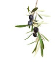 Natural Olive branch with black olives and leaves isolated on white background