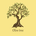 Natural olive tree with branches for sticker
