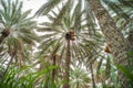 Natural Omani khajur tree dates