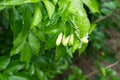 Orange jasmine flower in the garden Royalty Free Stock Photo