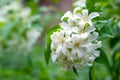 Orange jasmine or jessamine flower blooming