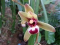 Natural Orchid Flower of Sri Lanka Royalty Free Stock Photo