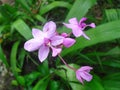 Natural orchid flower of sri lanka. Royalty Free Stock Photo