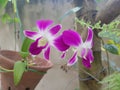 NATURAL ORCHID FLOWER IN SRI LANKA Royalty Free Stock Photo