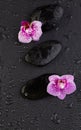 Natural orchid flowers and zen stones, top view flat lay Royalty Free Stock Photo