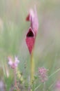 Natural orchidea in the field