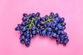 Natural organic black juicy grapes on a trend pink millennial background Top View Flat Lay Royalty Free Stock Photo