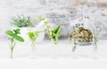Bottles with medicinal herbs, basil flower,rosemary,oregano, ,thyme and peppermint on white background Royalty Free Stock Photo