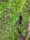 Natural Organic Bright Green Moss Texture