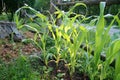 Natural Organic Corn Growing in Cottage Garden.