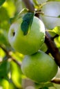 Natural organic farm colorful green apples on tree branch Royalty Free Stock Photo