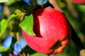 Natural organic farm colorful red close up apple on tree branch Royalty Free Stock Photo