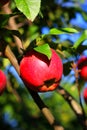 Natural organic farm colorful red close up apple on tree branch Royalty Free Stock Photo