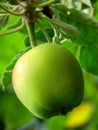 Natural organic farm green apple on tree branch Royalty Free Stock Photo