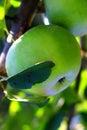 Natural organic farm green apples close up on tree Royalty Free Stock Photo