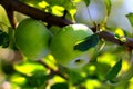 Natural organic farm green apples on tree branch Royalty Free Stock Photo