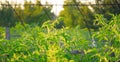 Natural organic food. The Bush tomatoes in the rustic greenhouse Royalty Free Stock Photo