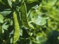 Natural organic food. Close-up of green pea pods on a branch of a pea plant in natural light on a blurred green background of a Royalty Free Stock Photo