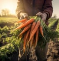 natural organic fresh carrots