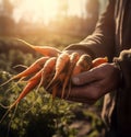 natural organic fresh carrots