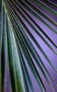 Natural organic green coconut grand fan palm leaf texture abstract against blue purple background. Royalty Free Stock Photo