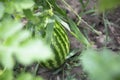 Natural organic green watermelon growing in the garden field Royalty Free Stock Photo