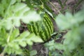 Natural organic green watermelon growing in the garden field Royalty Free Stock Photo