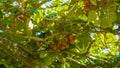 Natural organic Kiwi Fruit on a vine in rural Portugal Royalty Free Stock Photo