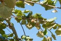 Natural organic Kiwi Fruit on a vine with blue sky background. Royalty Free Stock Photo