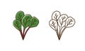 Natural organic mangold plant with leaves vector flat illustration. Set of monochrome and colorful chard spice