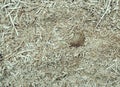 Natural organic mulch with wood chips bark and leaves Royalty Free Stock Photo