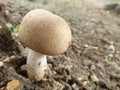 This is natural and organic mushrooms