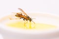 Natural and organic product. Natural sweetener. Honey producing. Natural honey and bee close up. Bee or wasp on cup of