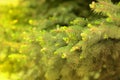 Natural organic spruce tree green brunches close up background