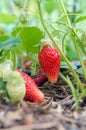 Natural, organic strawberries with green leaves sprouting in a home strawberry garden. Natural green background. Agriculture, bio Royalty Free Stock Photo