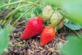 Natural, organic strawberries with green leaves sprouting in a home strawberry garden. Natural green background. Agriculture, bio Royalty Free Stock Photo