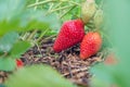 Natural, organic strawberries with green leaves sprouting in a home strawberry garden. Natural green background. Agriculture, bio Royalty Free Stock Photo