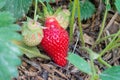 Natural, organic strawberries with green leaves sprouting in a home strawberry garden. Natural green background. Agriculture, bio Royalty Free Stock Photo