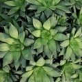 Natural organic texture. Green succulents pattern