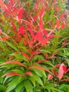 natural ornamental red fern leaves Royalty Free Stock Photo