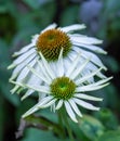 Macro of a pair of wide open white yellow green coneflower / echinacea blossom