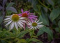 Outdoor Macro Of Three Wide Open White Yellow Pink Coneflower Echinacea Blossoms On Natural Blurred Background